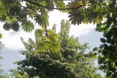 RDCongo : Nouveaux engagements pour le secteur forestier