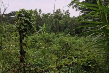 Programme d'expansion des aires protégées et optimisation de l'agriculture - Gabon