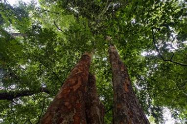 Gestion durable des forêts par les peuples autochtones - RDCongo      