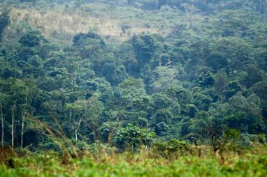 Gestion durable des forêts - RDCongo