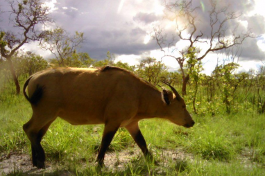 a cow walks in a savannah in Gabon