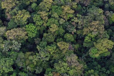 African rainforest seen from above
