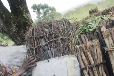 A man prepares a bag full of wood-fuel in a Congolese village