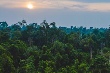 Accord historique à la COP26 : 500 millions de dollars pour protéger la forêt de la RD Congo