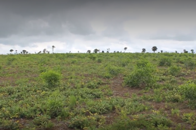 Nouvel AMI lancé en RDC : Programme d’appui à la mise en valeur durable des zones de savanes et de forêts dégradées « PSFD »