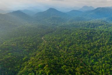 Recherche et surveillance des écosystèmes forestiers - Gabon
